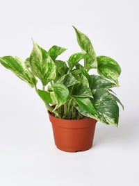 Marble Queen Pothos