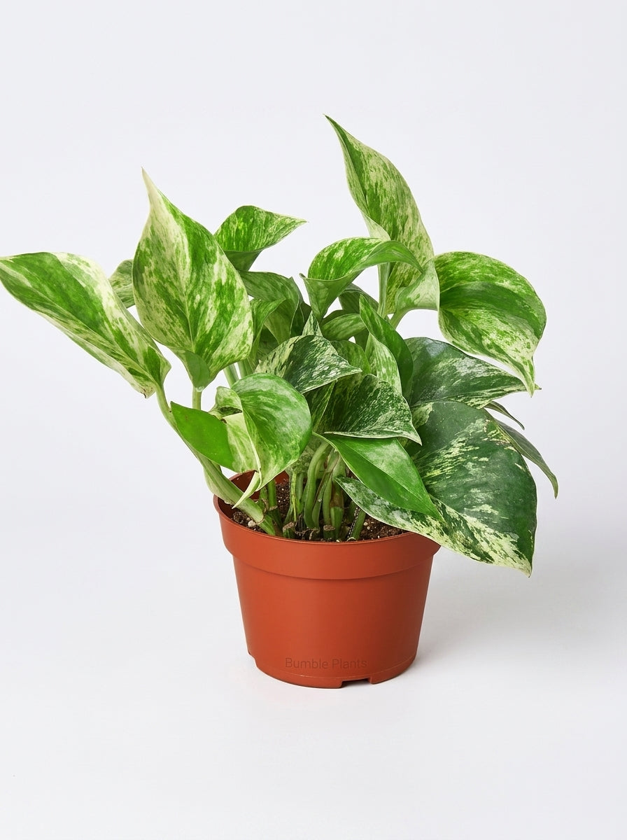 Marble Queen Pothos