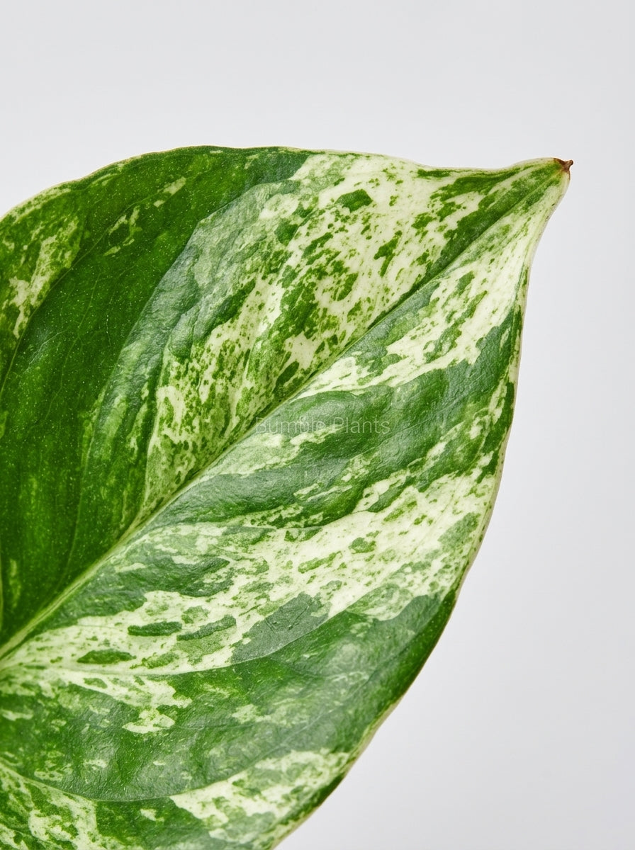 Marble Queen Pothos