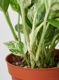Marble Queen Pothos