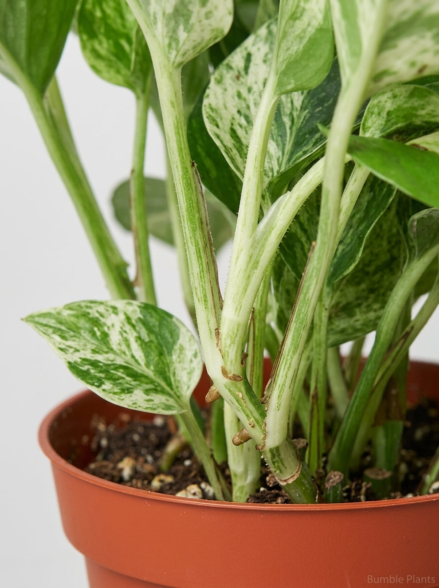 Marble Queen Pothos