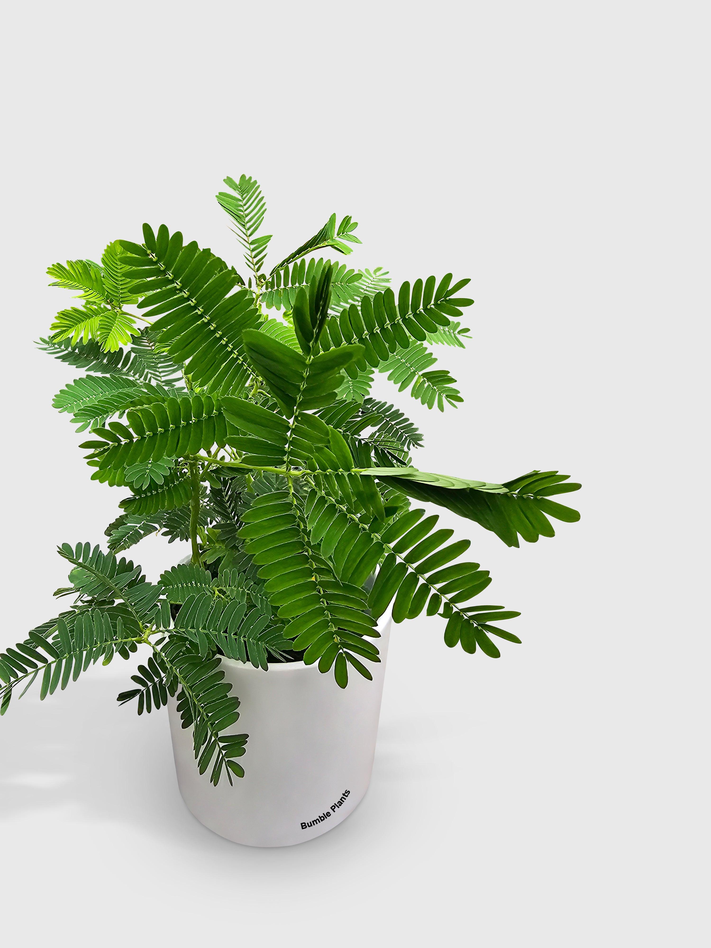 Live Mimosa Pudica Shame Sensitive Plant | Real Plant Online