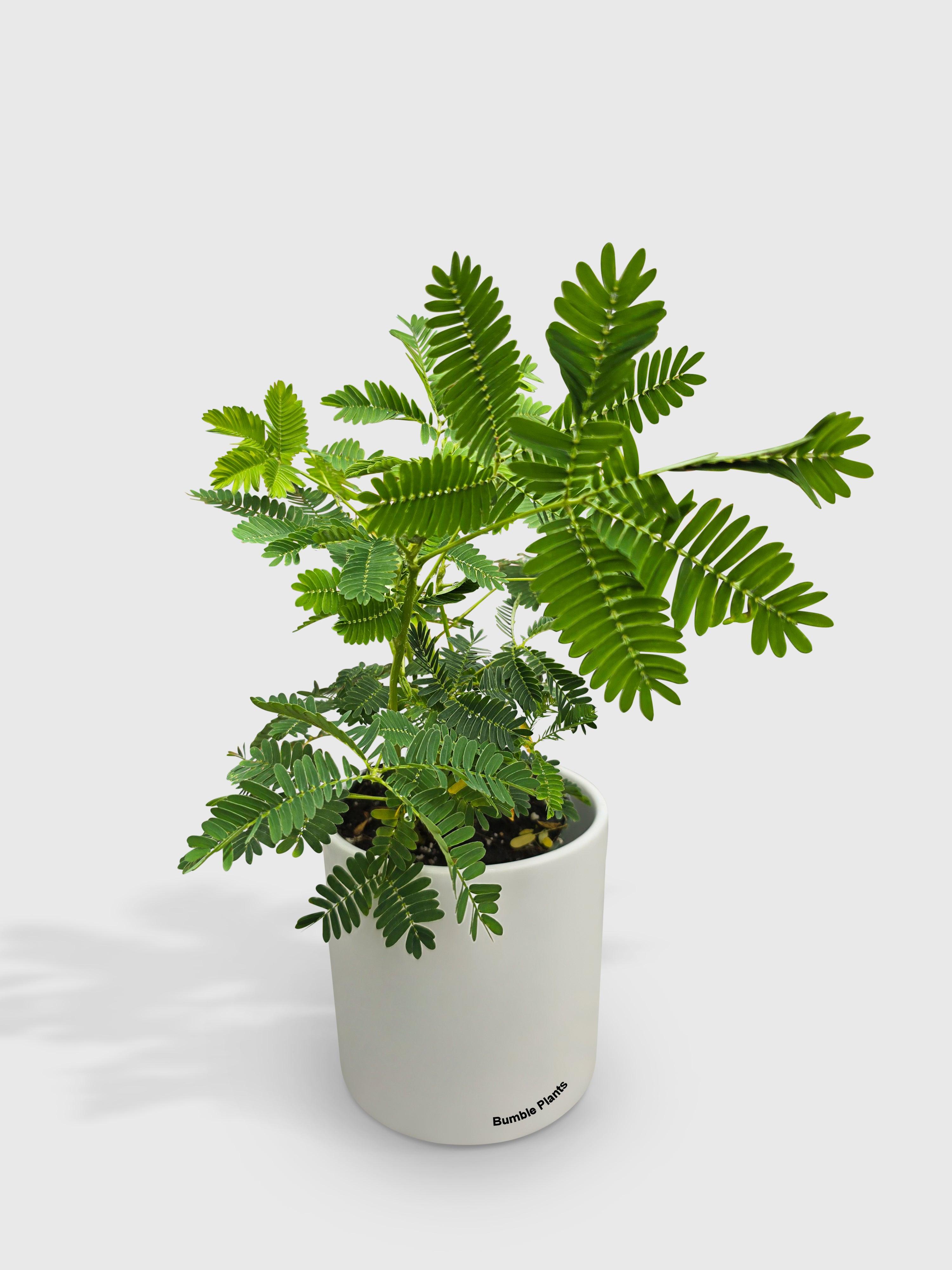 mimosa indoor plant Mimosa Pudica Shame Sensitive Plant