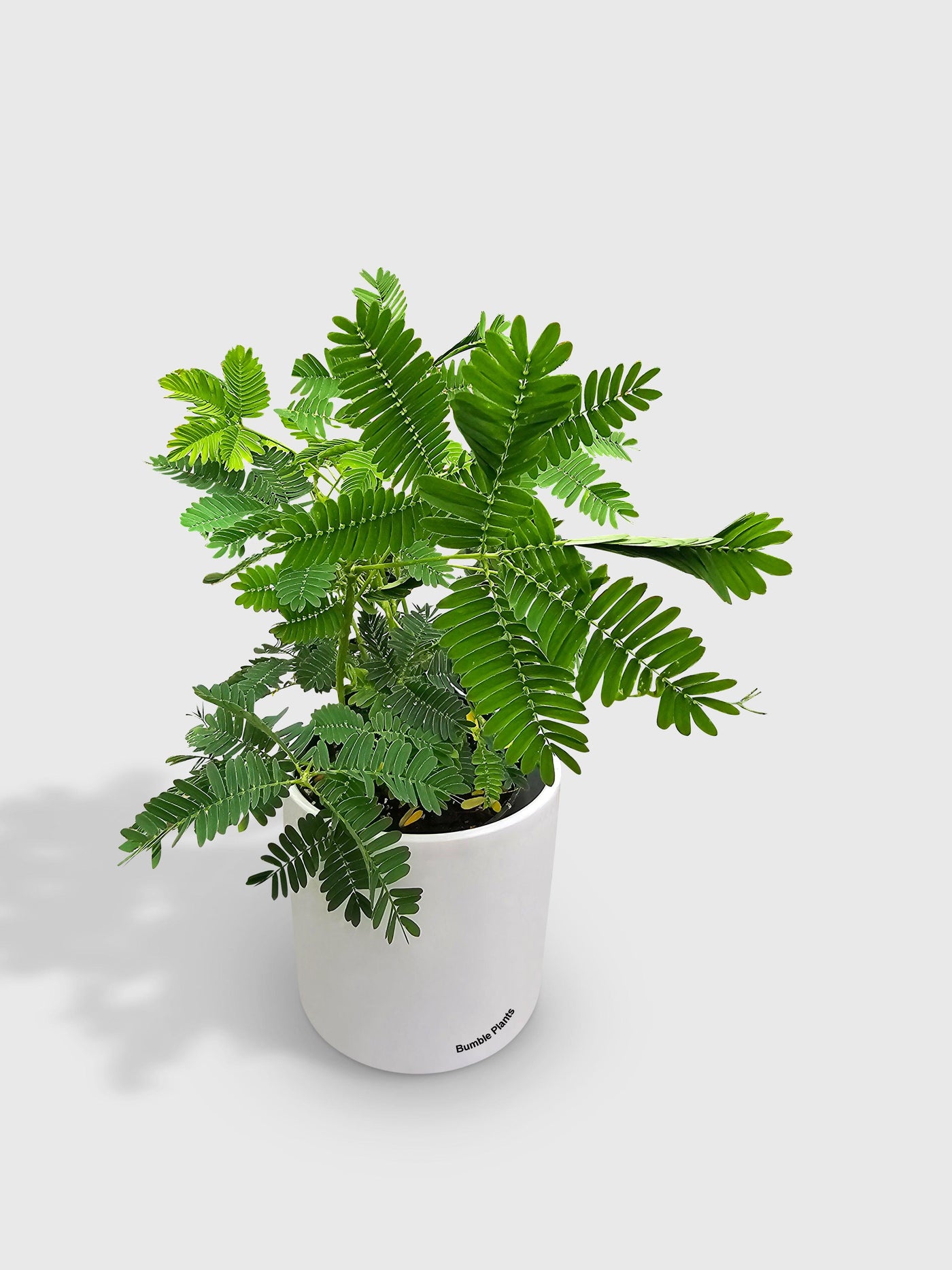 mimosa tree potted plant Live Mimosa Pudica Shame Sensitive Plant