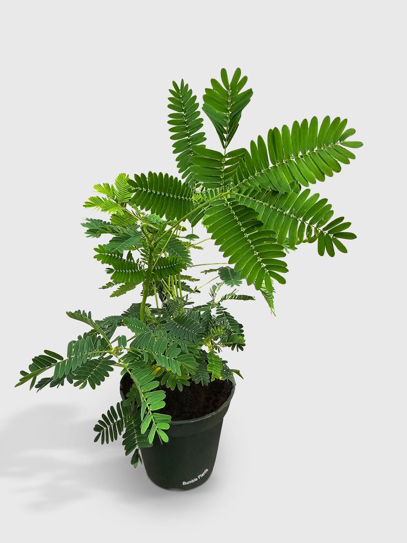 mimosa plant in pot Live Mimosa Pudica Shame Sensitive Plant