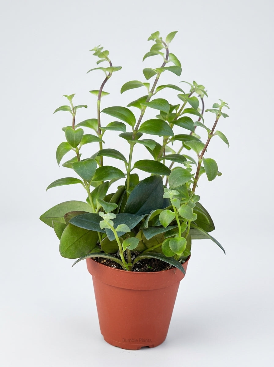 Mona Lisa Lipstick Aeschynanthus Radicans
