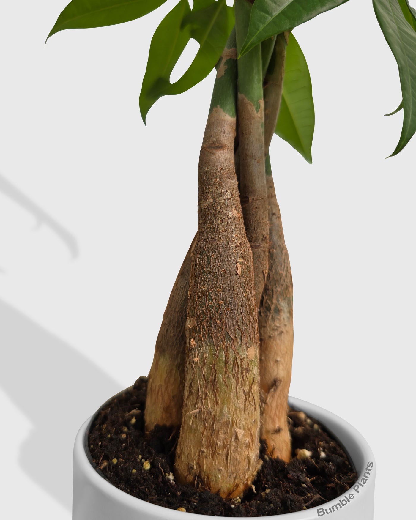 house plant 4-pachira-braid money tree guiana chestnut pachira braid plant Money Tree 'Guiana Chestnut' Pachira Braid