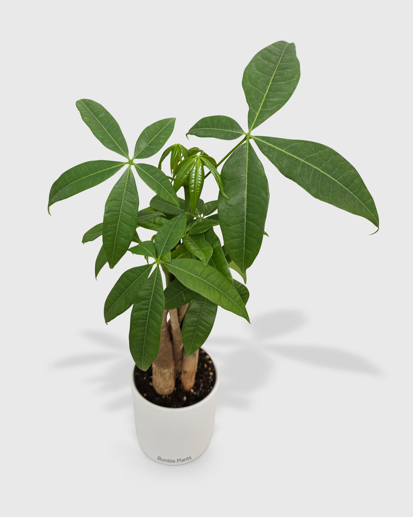 guiana chestnut vs money tree Money Tree 'Guiana Chestnut' Pachira Braid