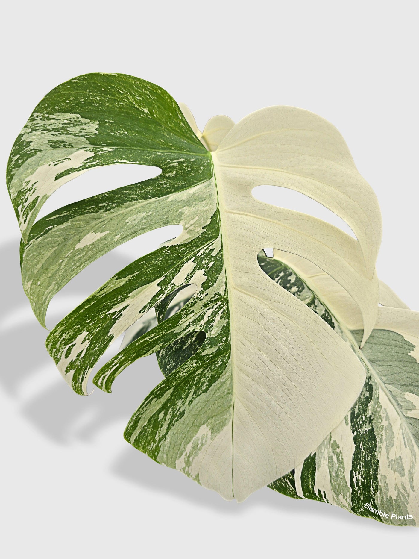 monstera deliciosa borsigiana albo Live Monstera Borsigiana Variegata Albo