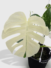 albo monstera for sale Monstera Borsigiana Variegata Albo (Mature Mother Plant) Full White Variegation (At Least An Almost All White Leaf)