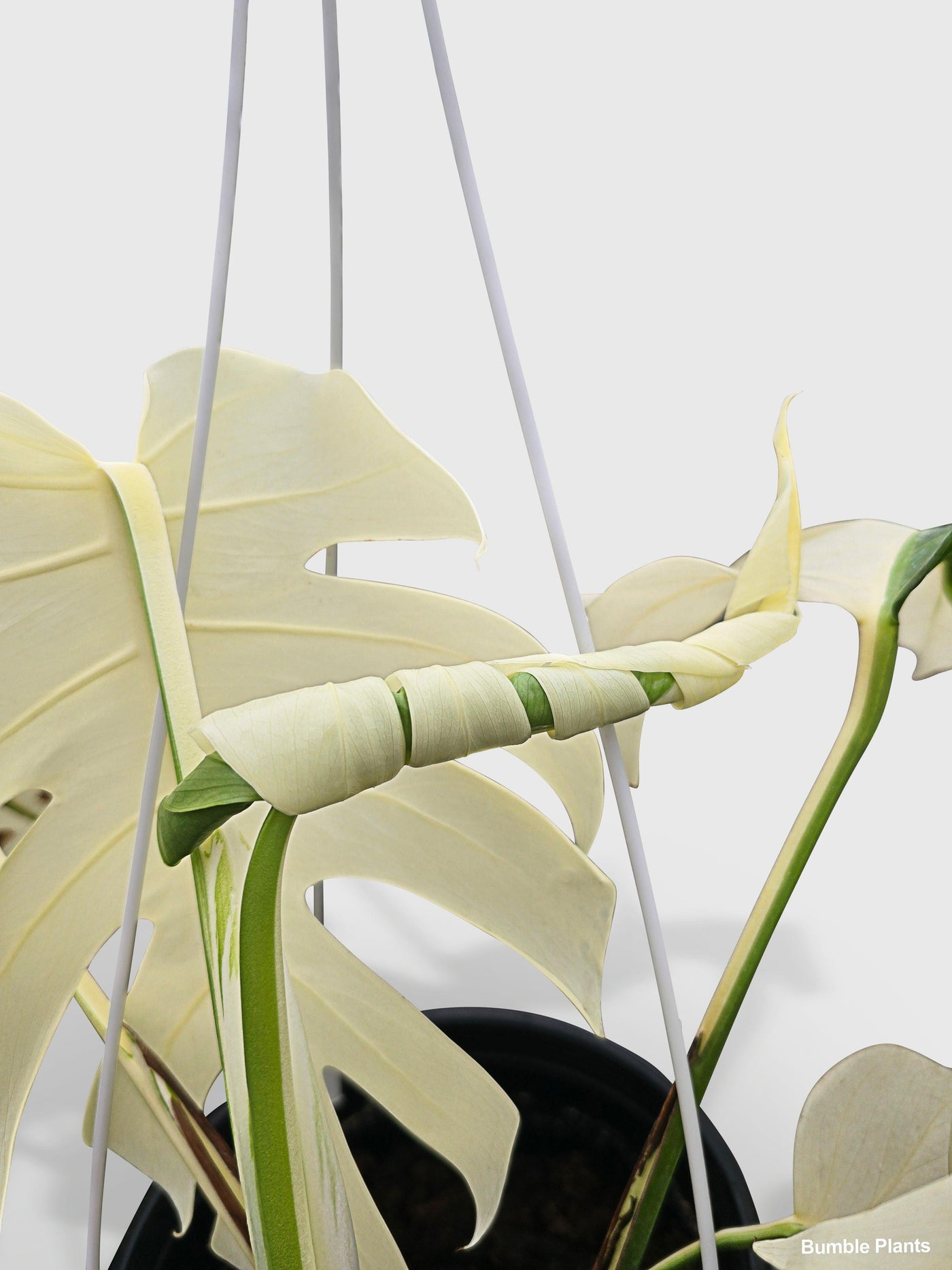 philodendron borsigiana Monstera Borsigiana Variegata Albo (Mature Mother Plant) Low Variegation