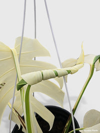 philodendron borsigiana albo Monstera Borsigiana Variegata Albo (Mature Mother Plant) Low Variegation