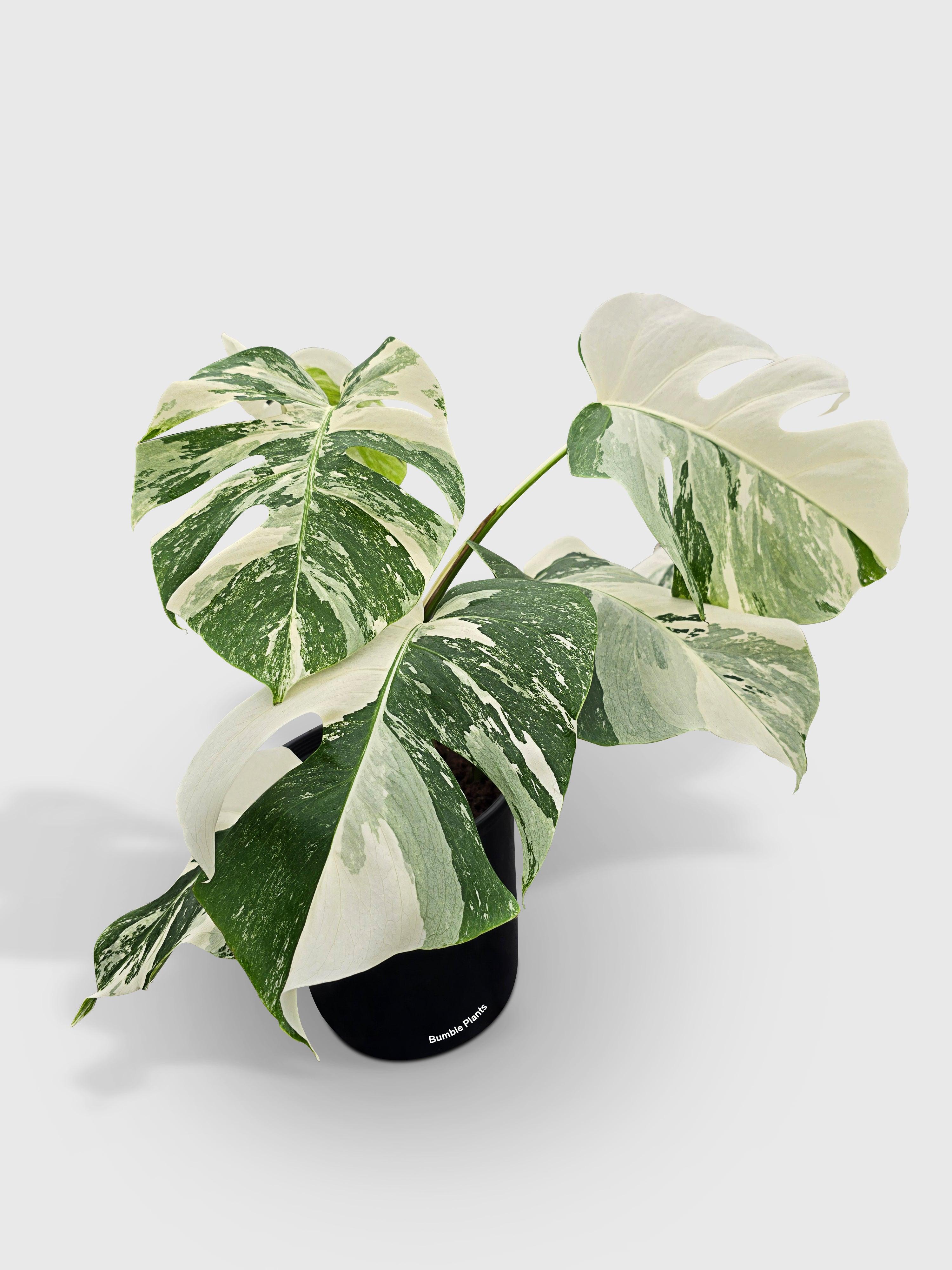 Monstera Borsigiana Variegata Albo (Mature Mother Plant) - Bumble Plants