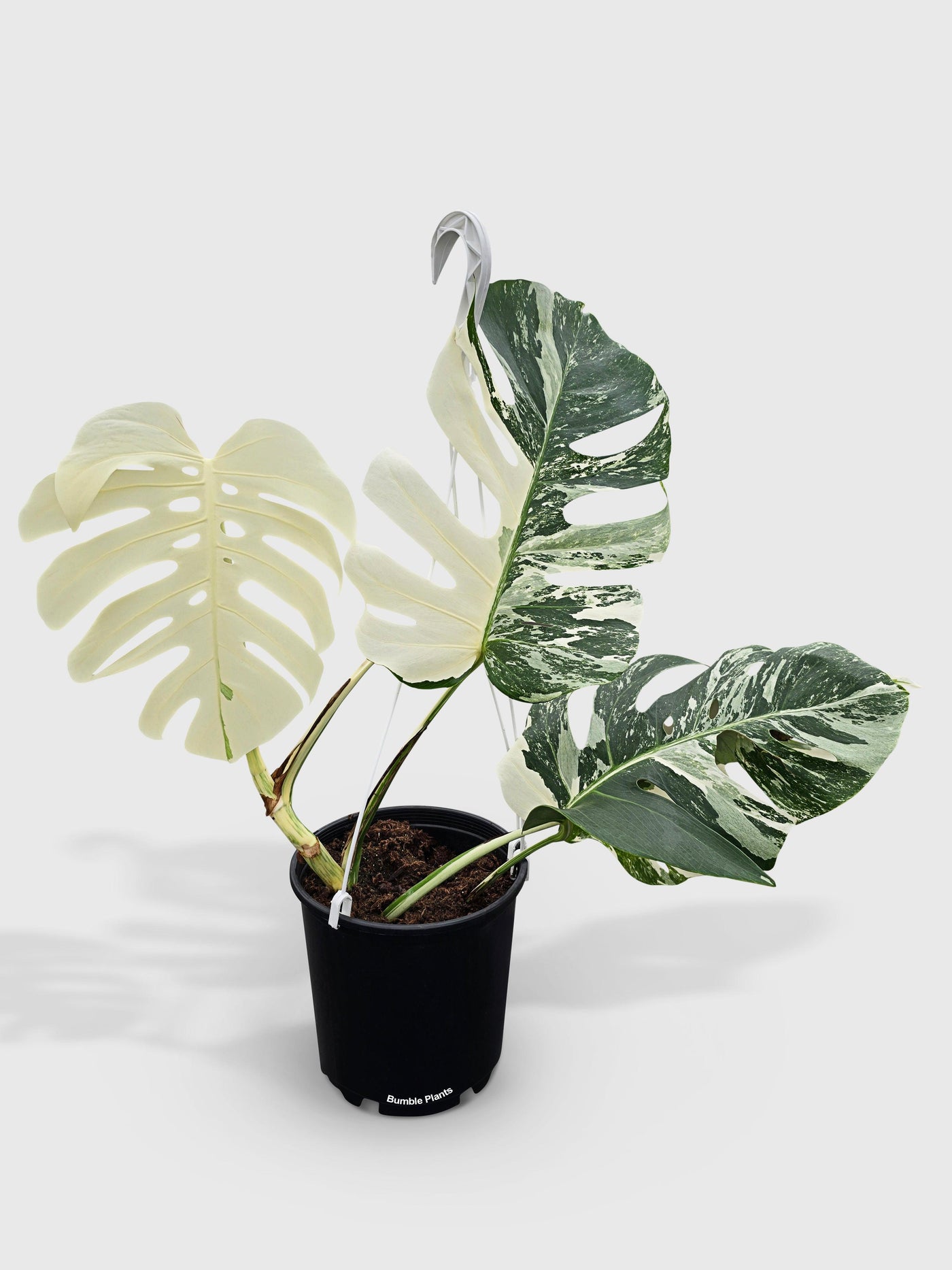 variegated albo monstera deliciosa borsigiana Live Monstera Borsigiana Variegata Albo