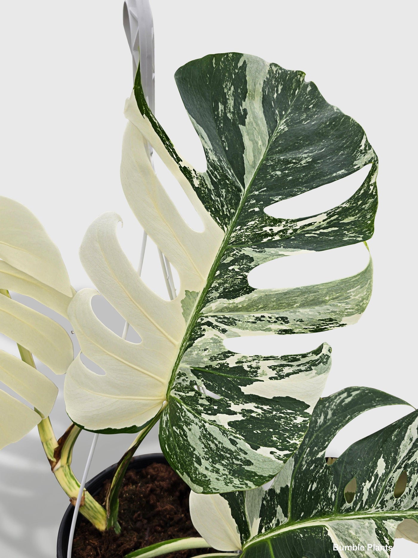 albo monstera borsigiana Live Monstera Borsigiana Variegata Albo