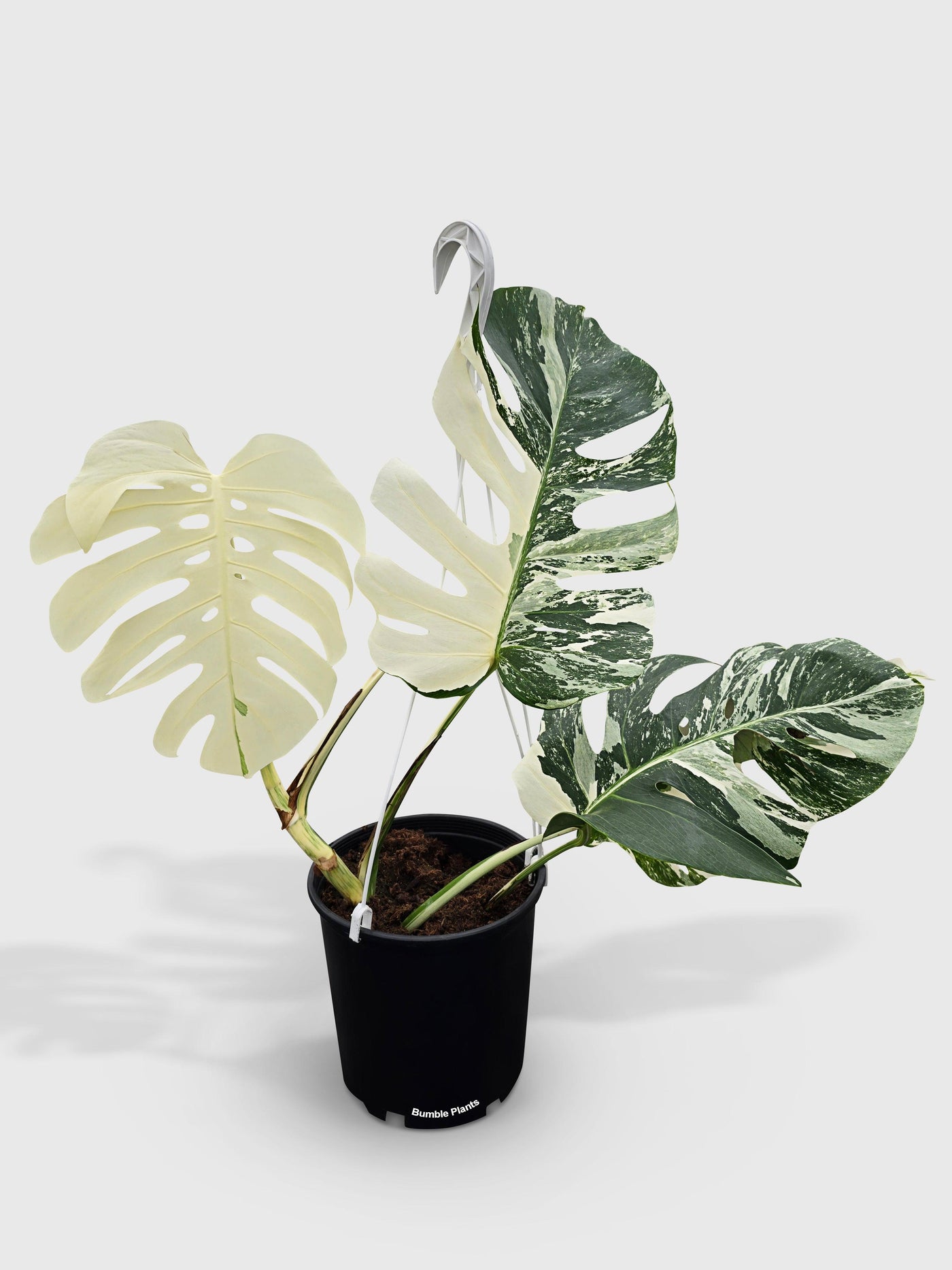 plant monstera variegata Monstera Borsigiana Variegata Albo (Mature Mother Plant) Low Variegation