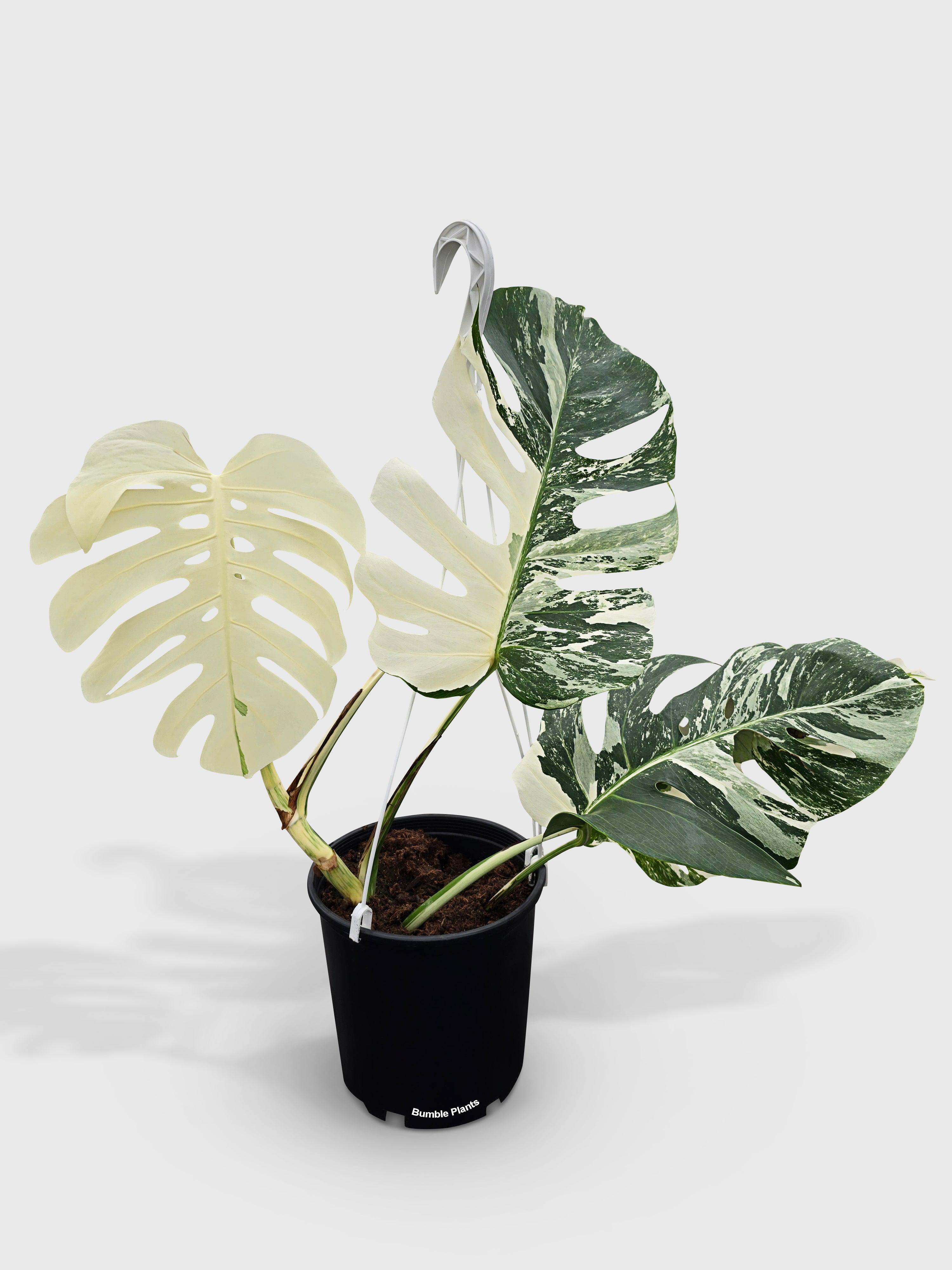 monstera albo Monstera Borsigiana Variegata Albo (Mature Mother Plant) Low Variegation