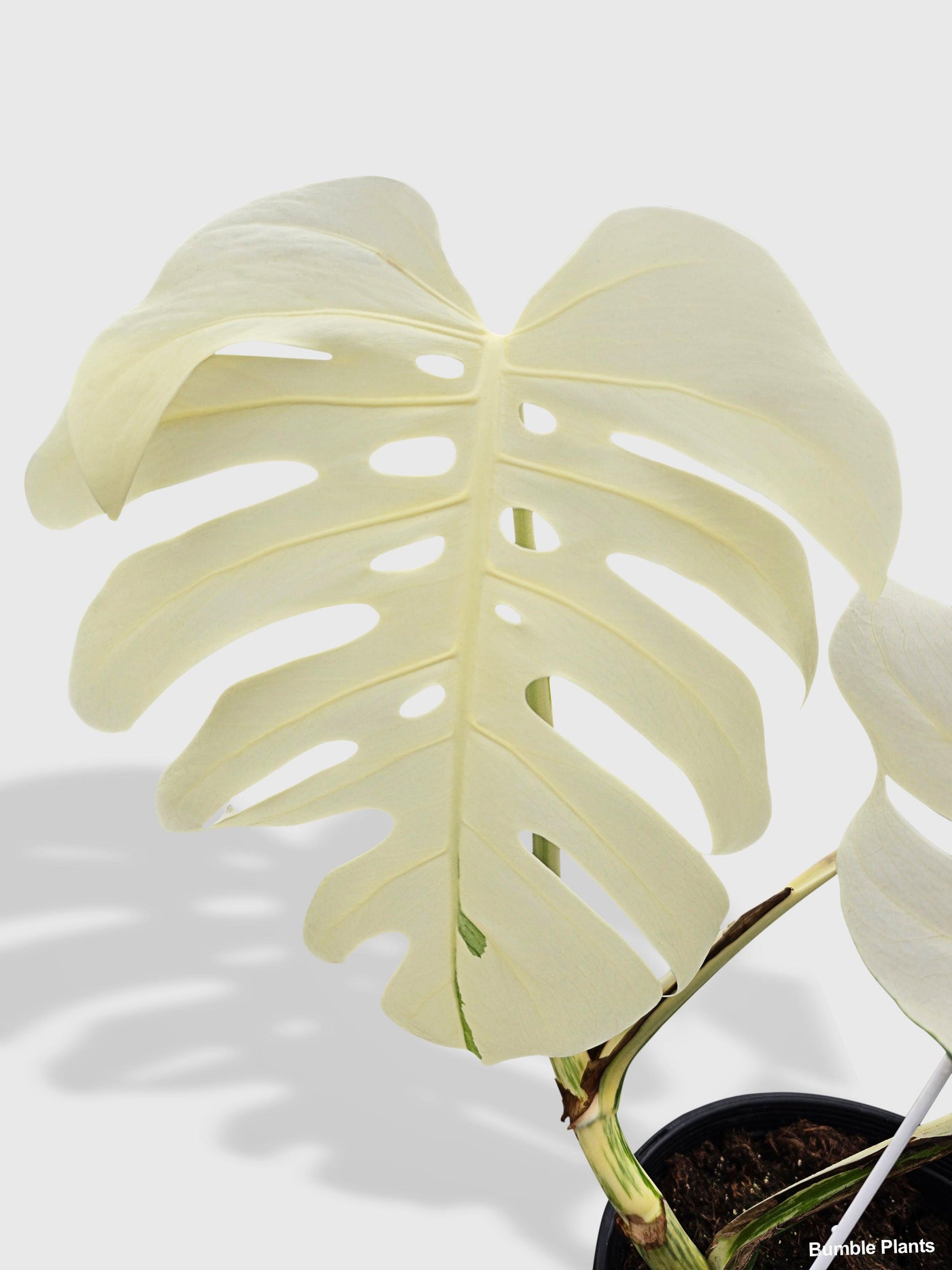 monstera albo near me Live Monstera Borsigiana Variegata Albo