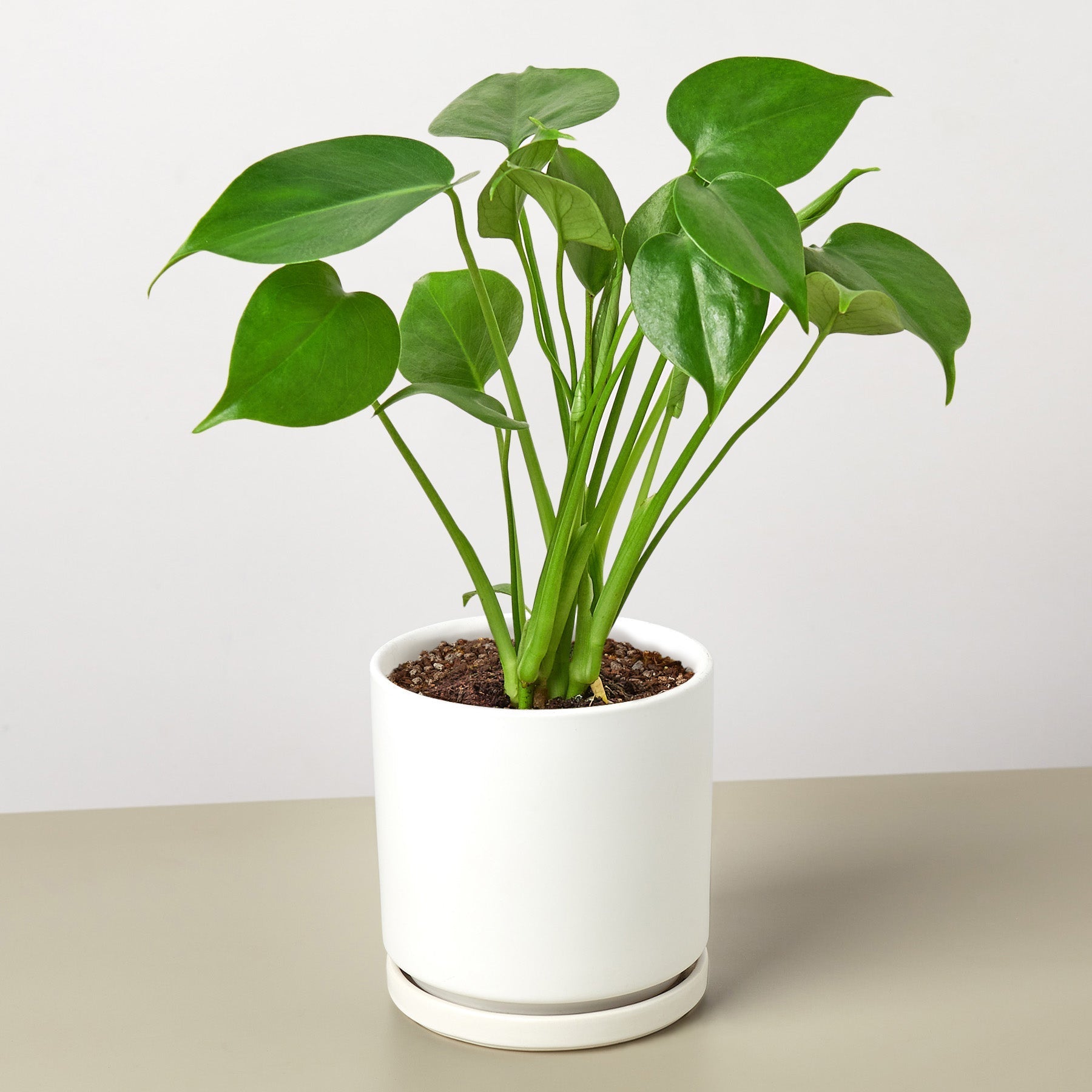 Monstera Deliciosa 'Split-Leaf'