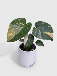 Monstera Deliciosa 'Thai Constellation' - Bumble Plants