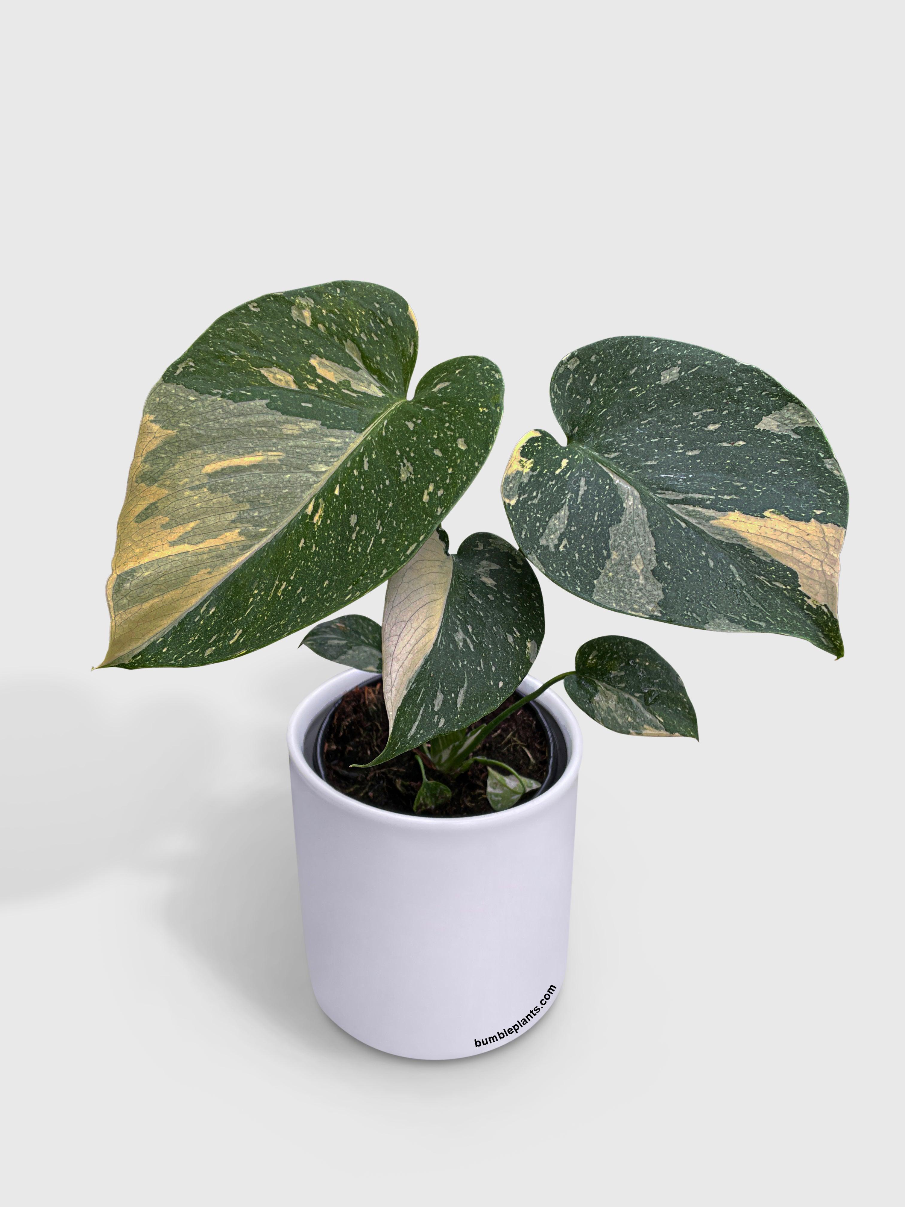 Monstera Deliciosa 'Thai Constellation' - Bumble Plants