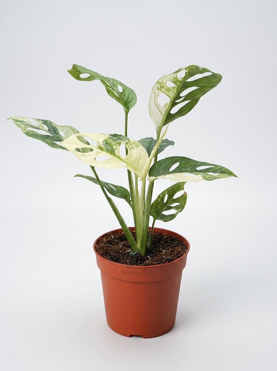 Monstera Adansonii 'Swiss Cheese Variegated'