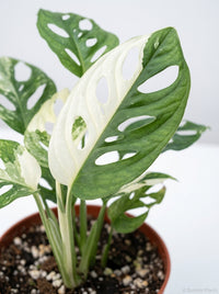 Monstera Adansonii 'Swiss Cheese Variegated'