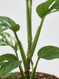 Monstera Adansonii 'Swiss Cheese Variegated'