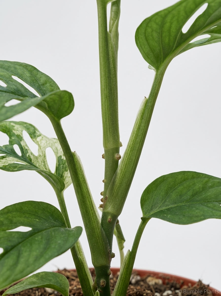 Monstera Adansonii 'Swiss Cheese Variegated'