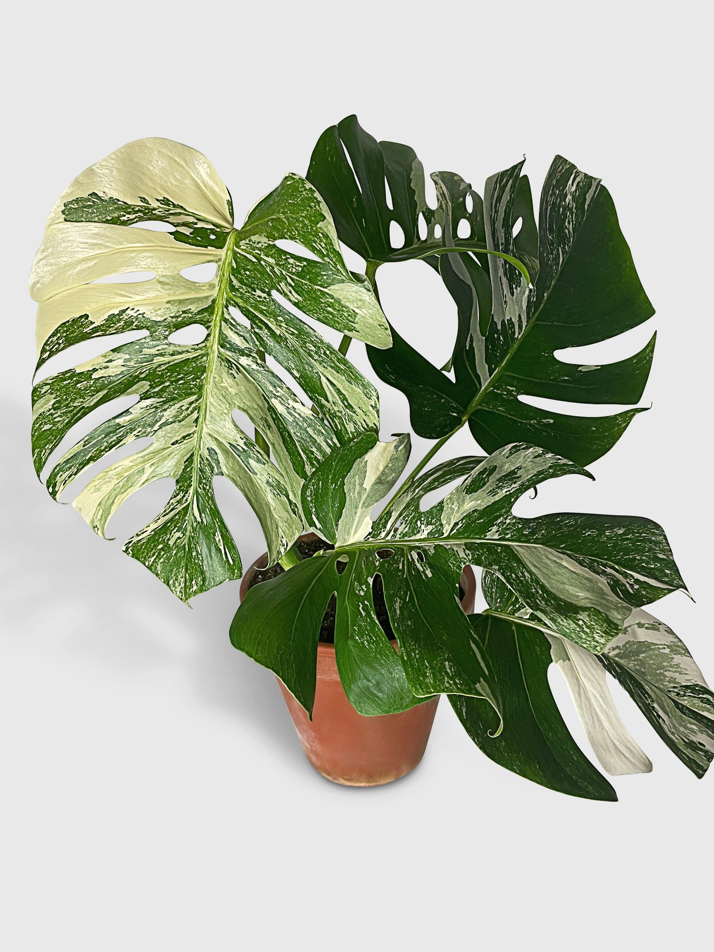 monstera albo near me Monstera Borsigiana Variegata Albo (Mature Mother Plant) Full White Variegation (At Least An Almost All White Leaf)