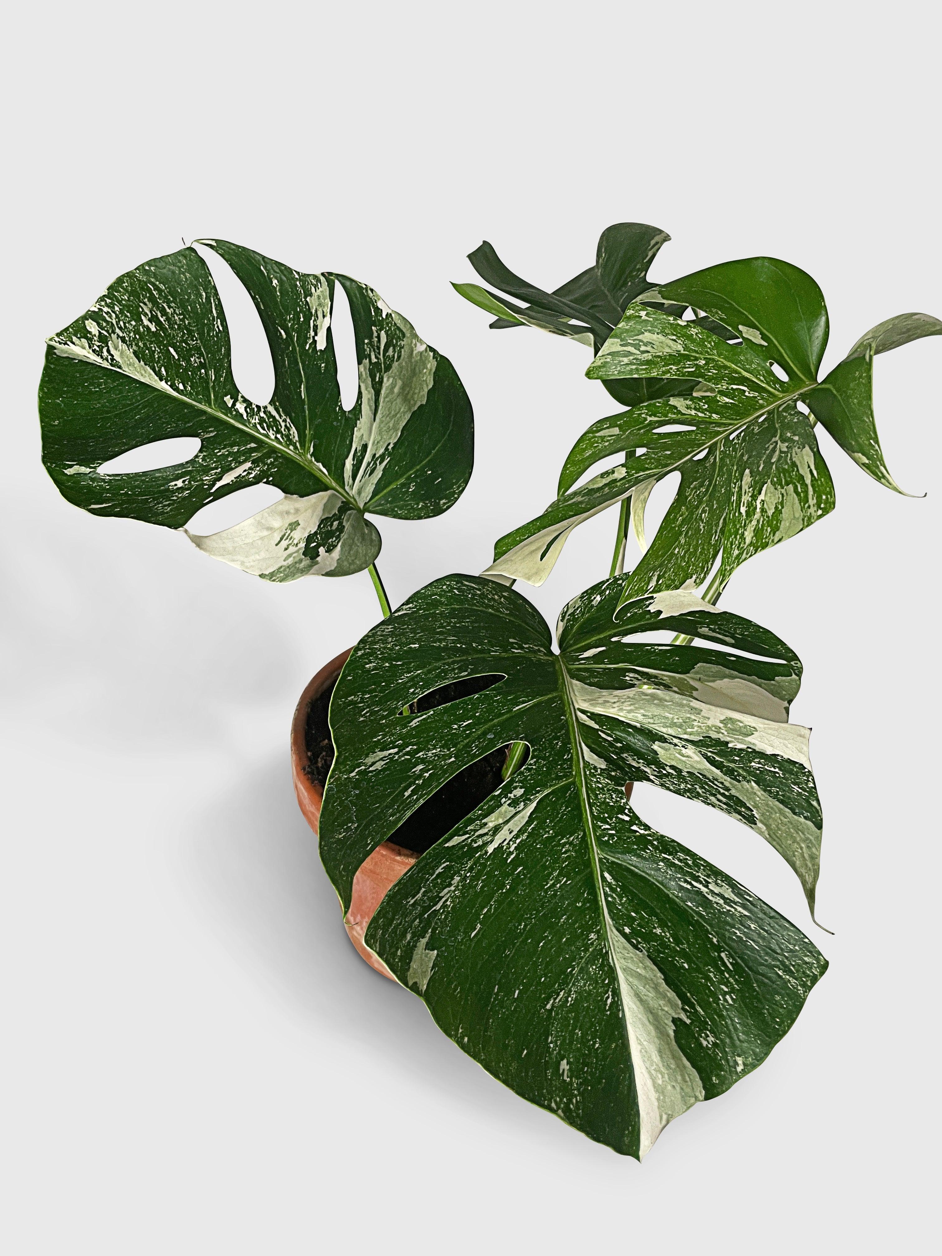 Monstera Borsigiana Variegata Albo (Mature Mother Plant Monstera Borsigiana Variegata Albo (Mature Mother Plant