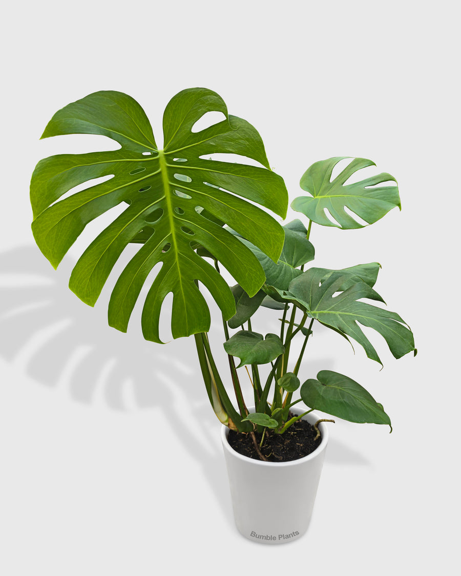 Monstera Deliciosa 'Split-Leaf'