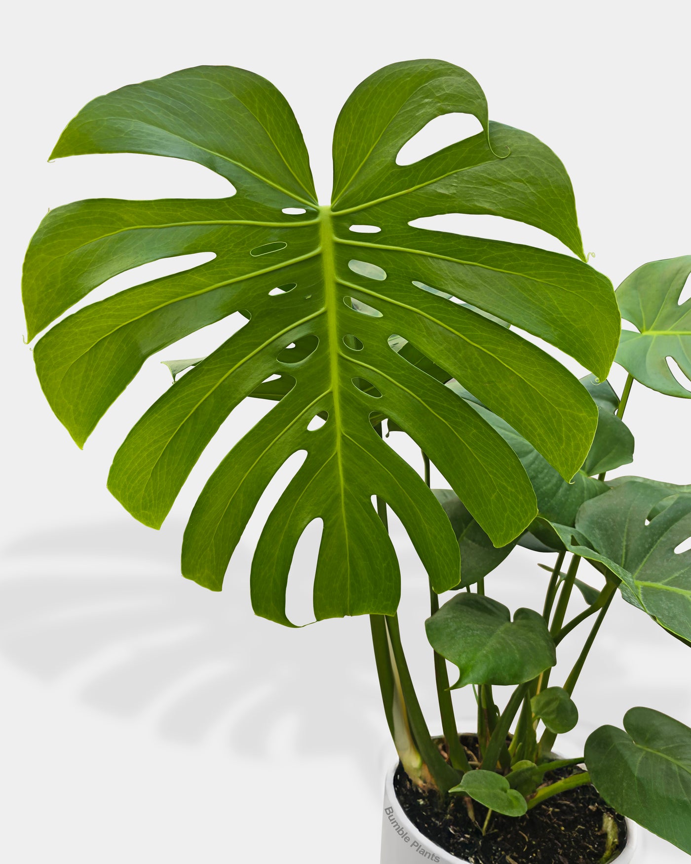 Monstera Deliciosa 'Split-Leaf'
