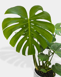 Monstera Deliciosa 'Split-Leaf'