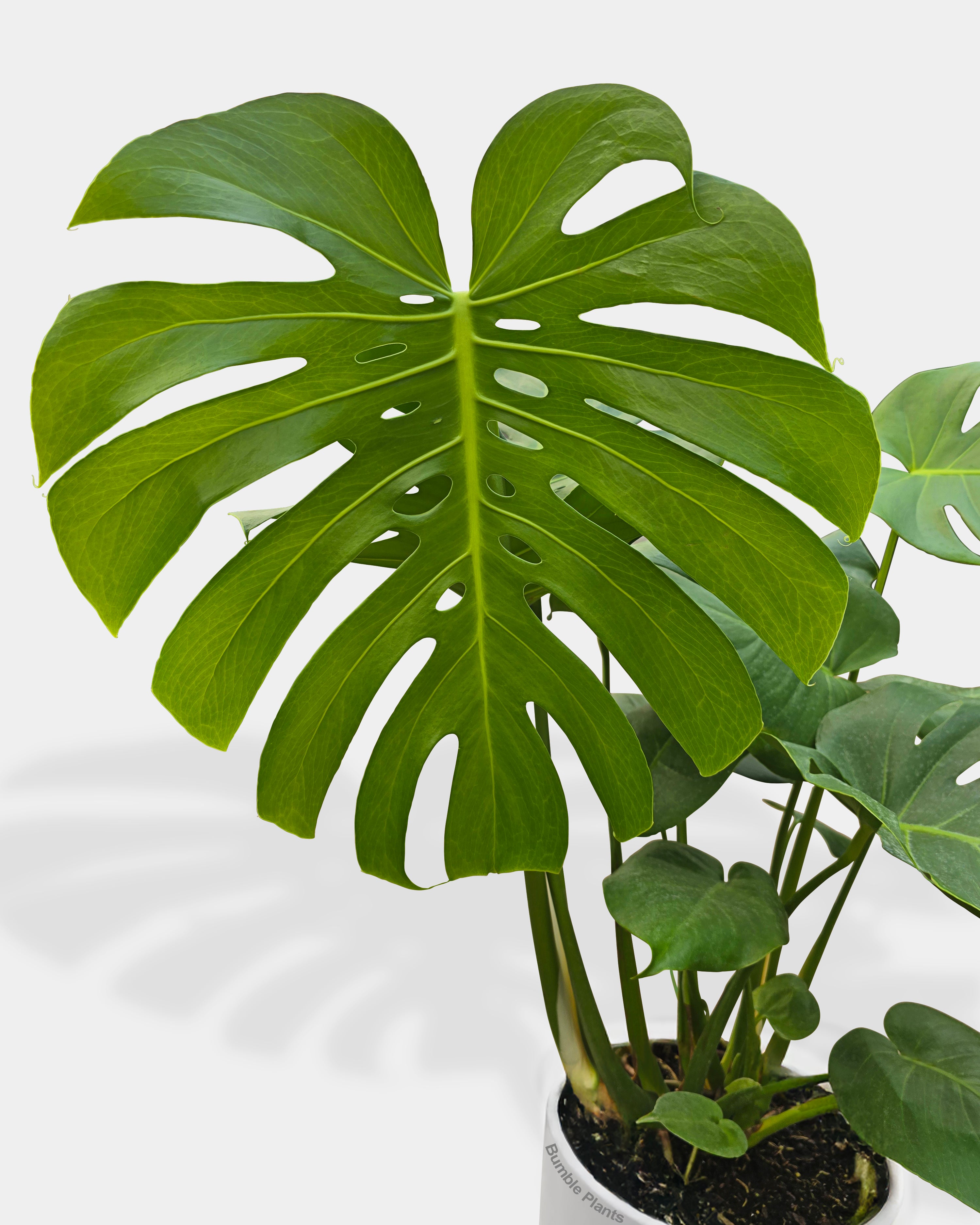 Monstera Deliciosa 'Split-Leaf'