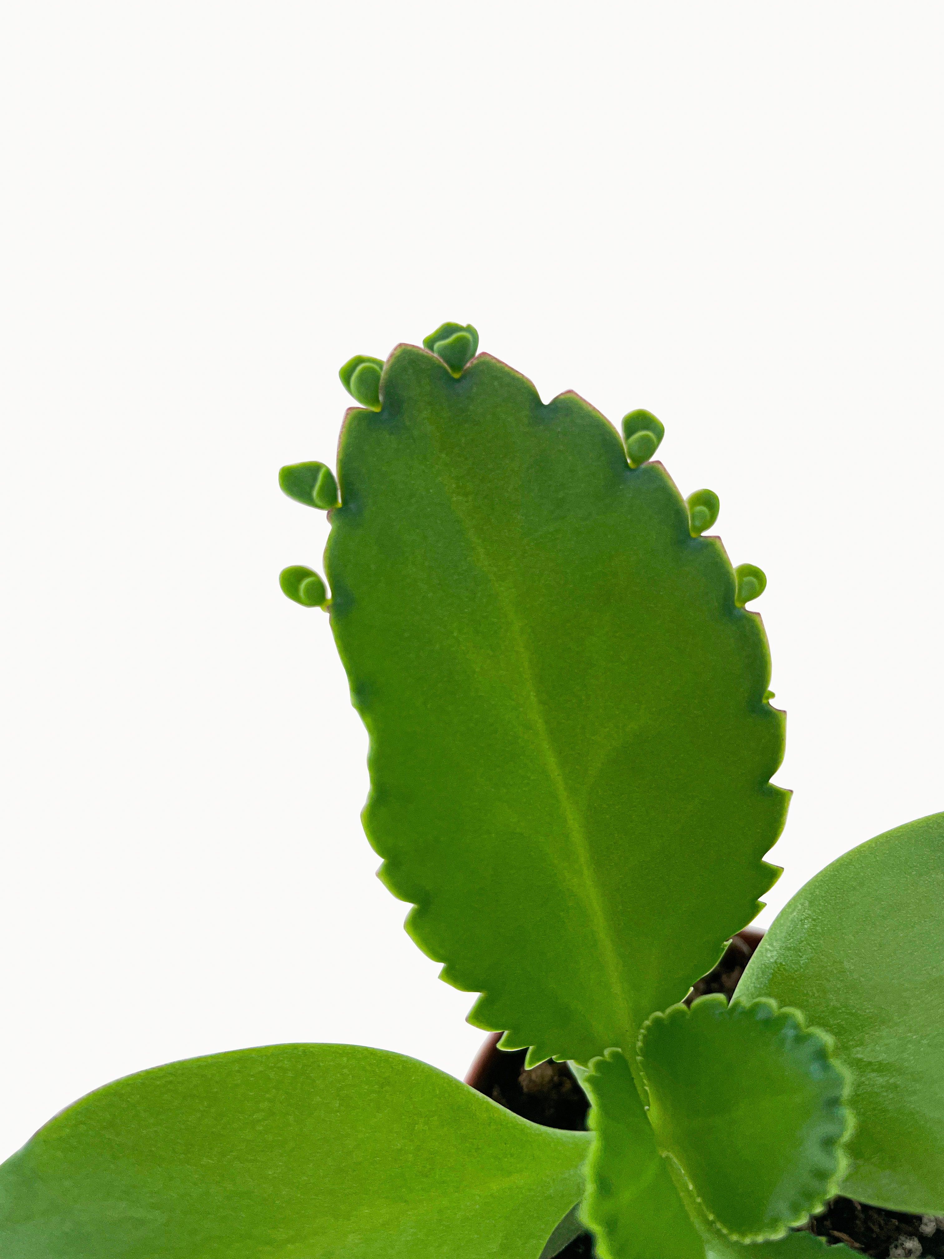 Kalanchoe Daigremontiana 'Mother of Thousands' Succulent - Bumble Plants
