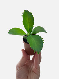 Kalanchoe Daigremontiana 'Mother of Thousands' Succulent - Bumble Plants