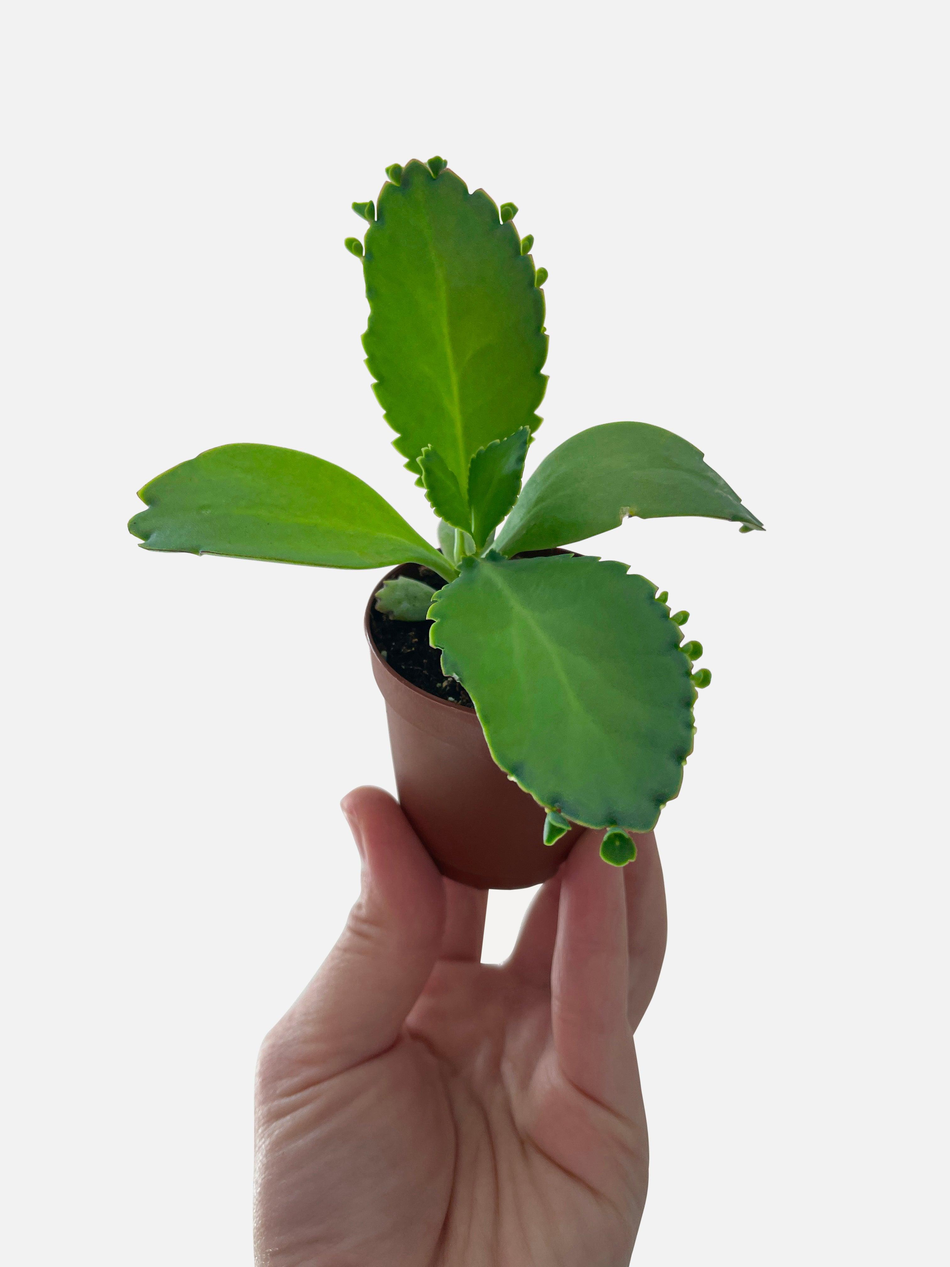Kalanchoe Daigremontiana 'Mother of Thousands' Succulent - Bumble Plants