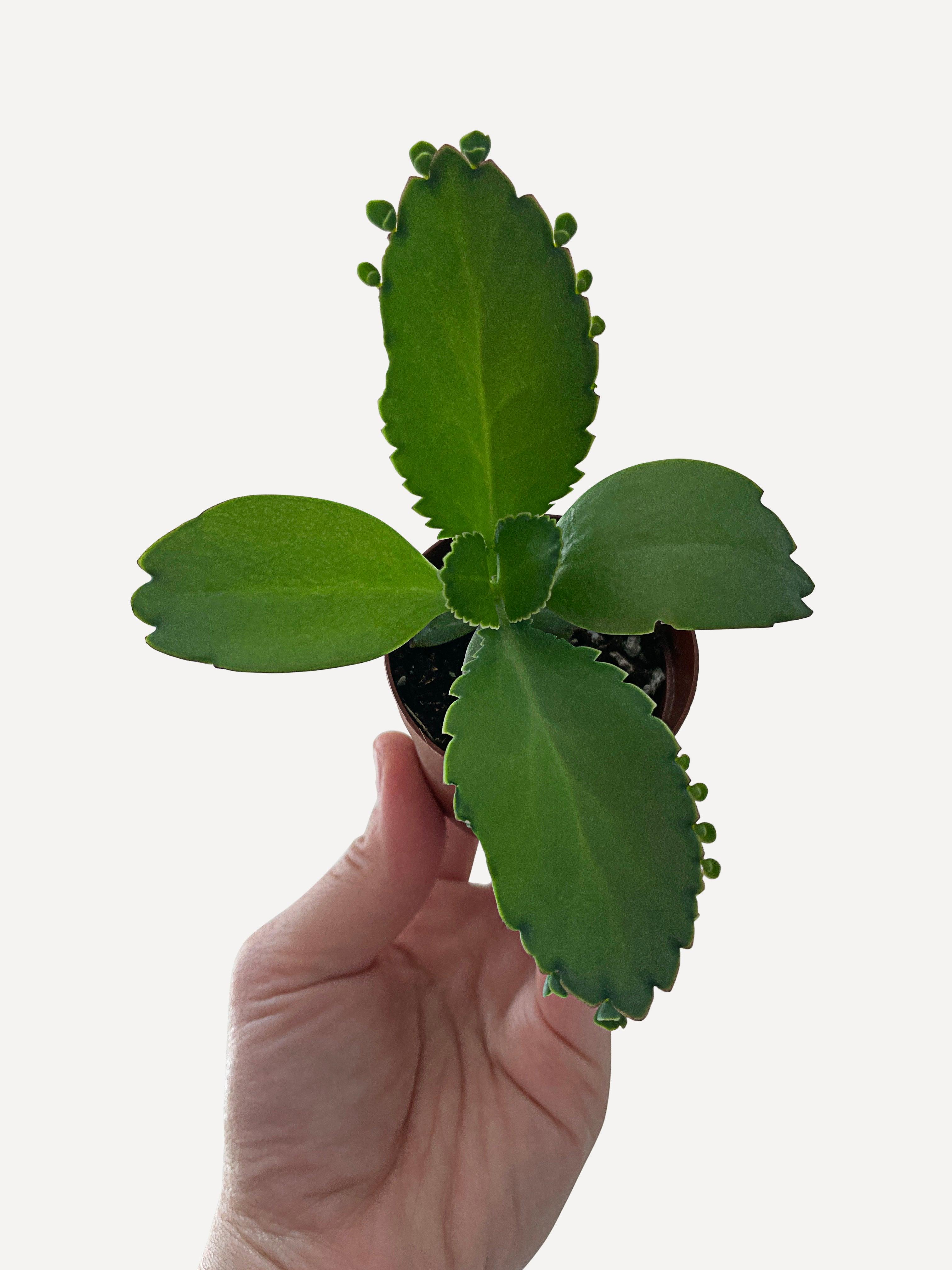Kalanchoe Daigremontiana 'Mother of Thousands' Succulent - Bumble Plants
