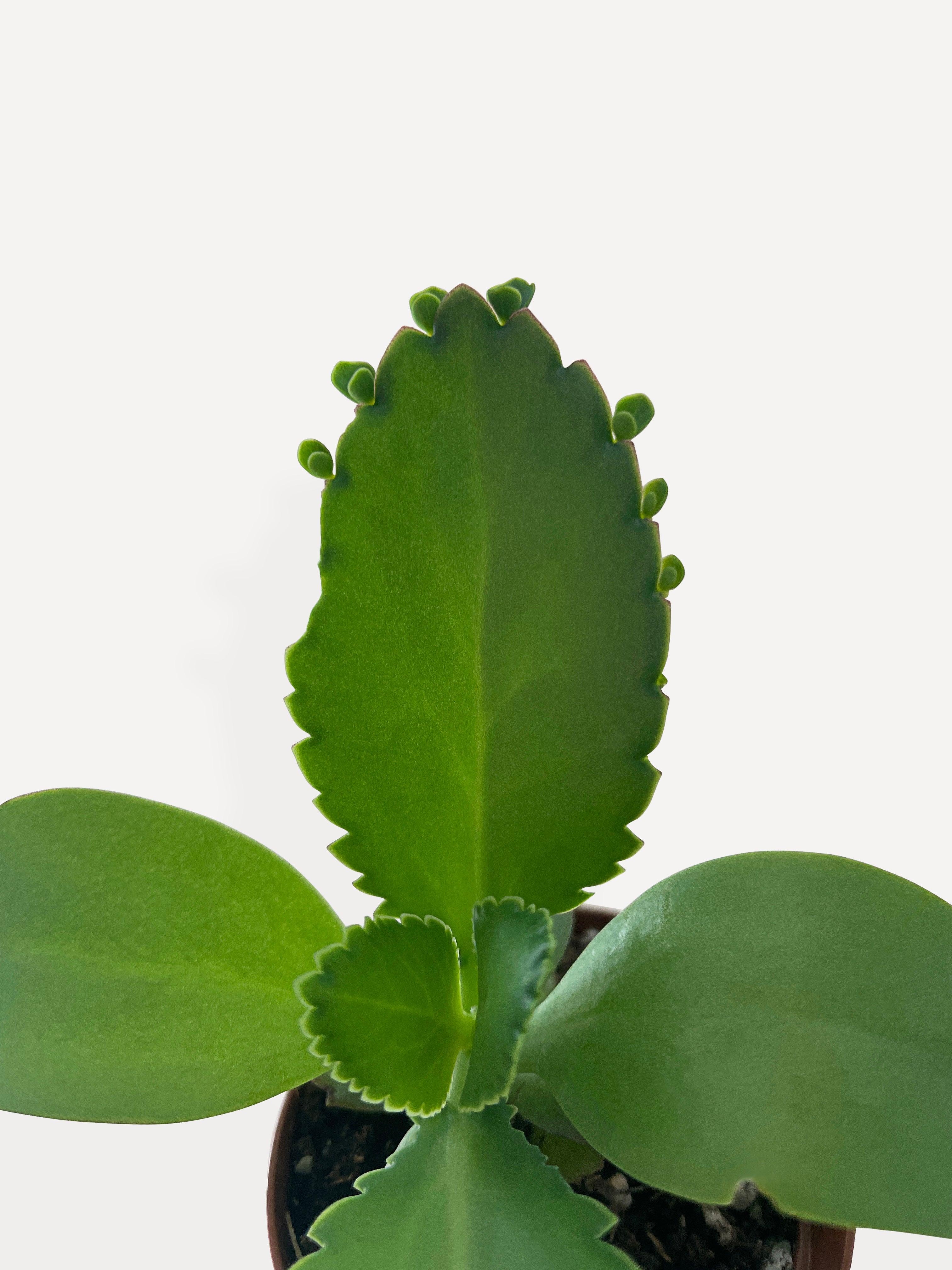 Kalanchoe Daigremontiana 'Mother of Thousands' Succulent - Bumble Plants
