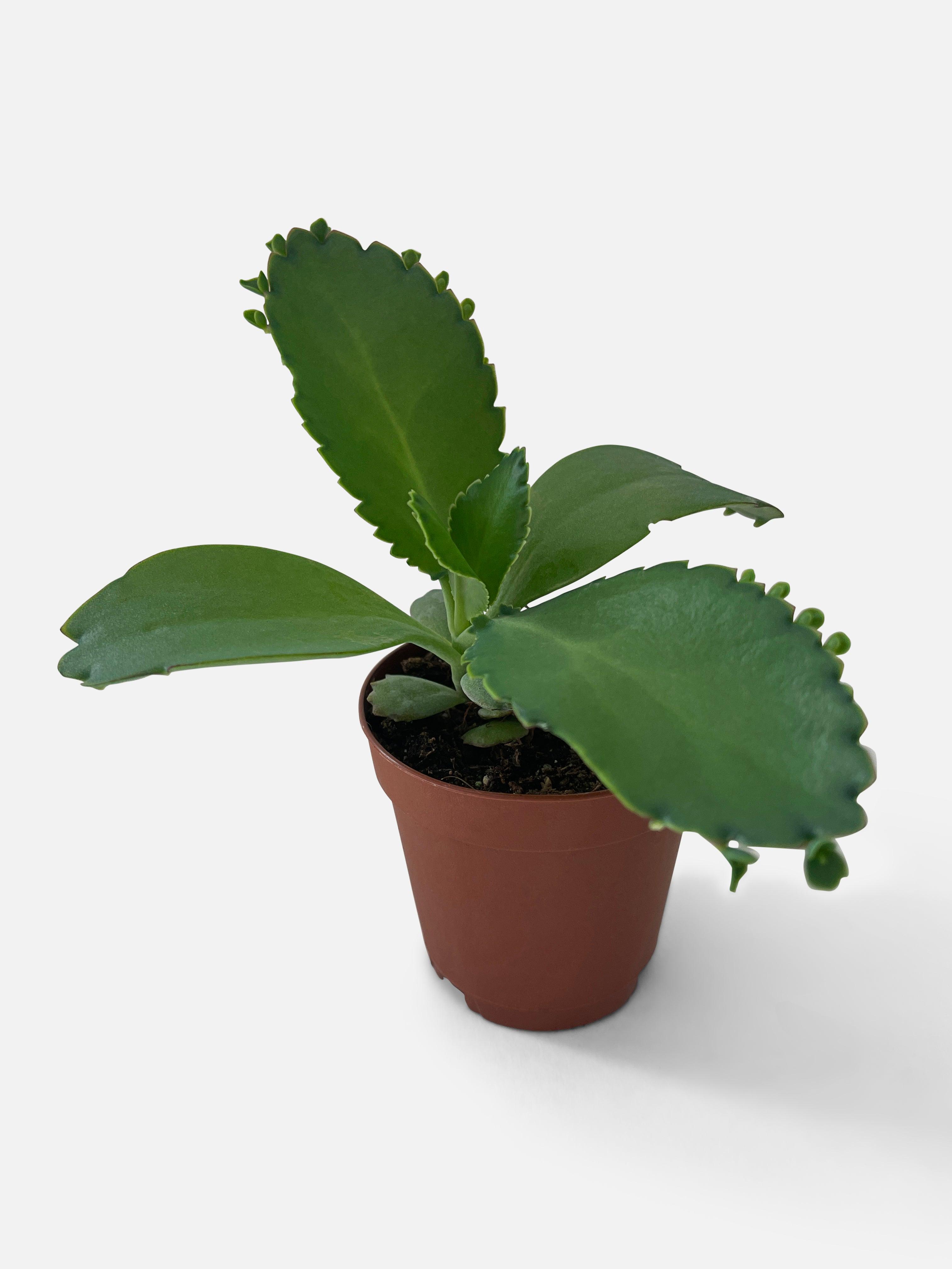 Kalanchoe Daigremontiana 'Mother of Thousands' Succulent - Bumble Plants