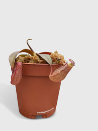 Nepenthes Rebecca Soper Carnivorous Pitcher Plant - Bumble Plants