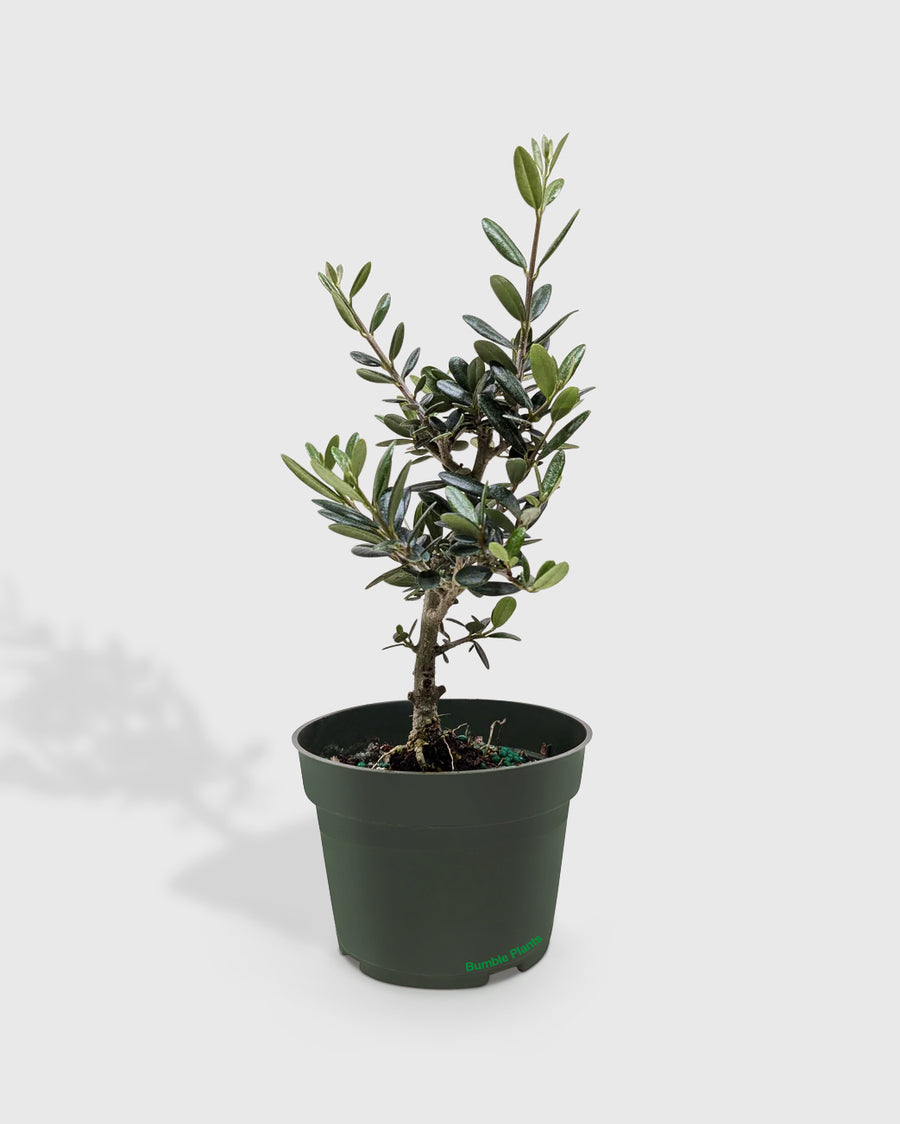Olea Europaea Olive Tree