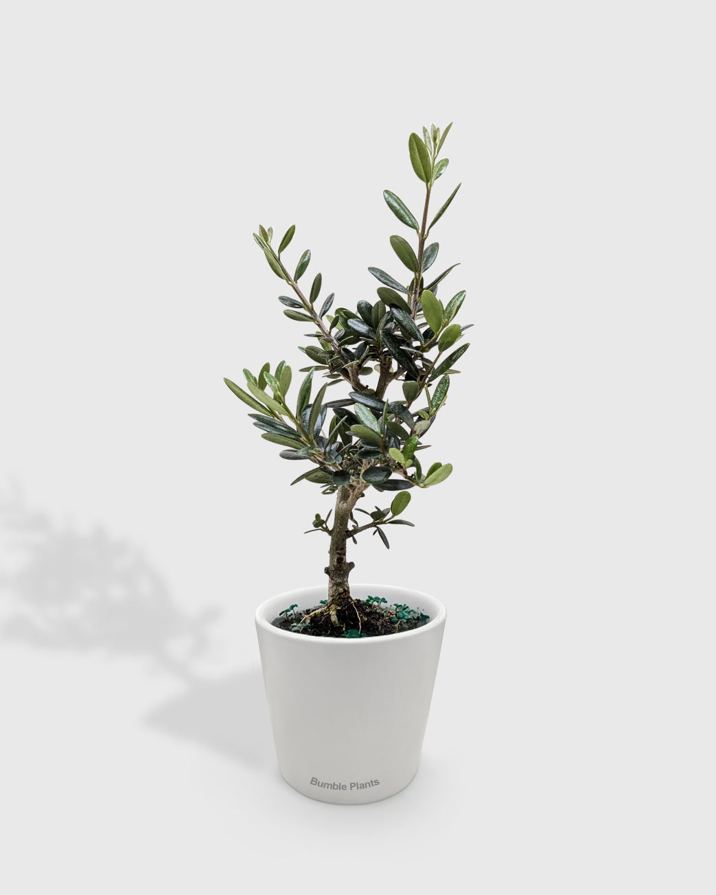 Olea Europaea Olive Tree