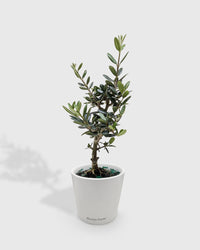 Olea Europaea Olive Tree