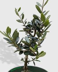 Olea Europaea Olive Tree