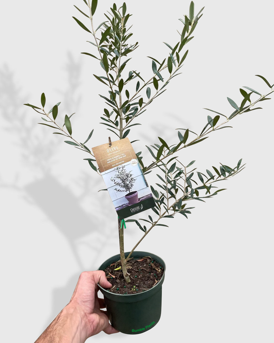 Olea Europaea Olive Tree