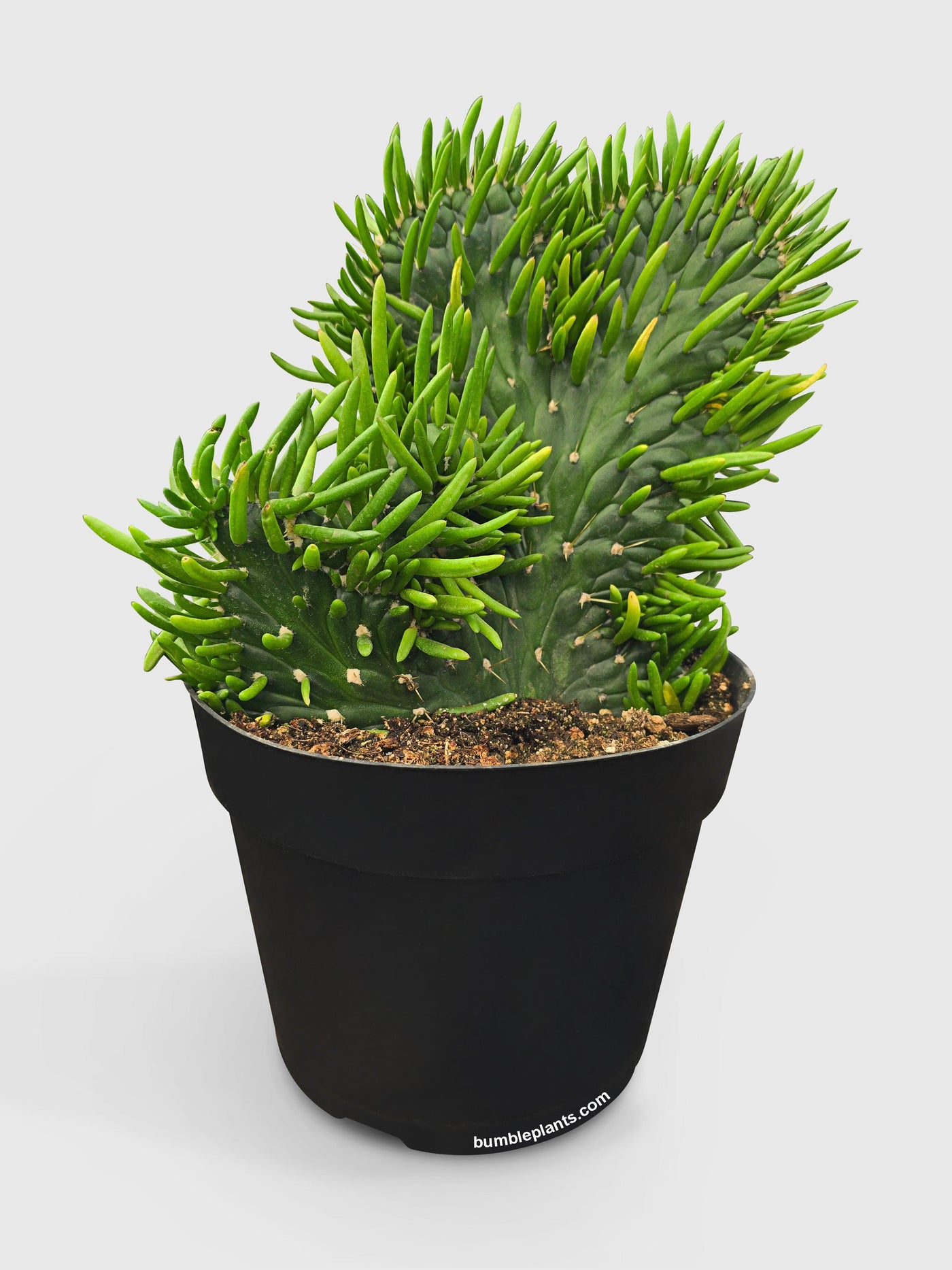 needle succulent plant Live Opuntia Subulata Eve's Needle Cactus