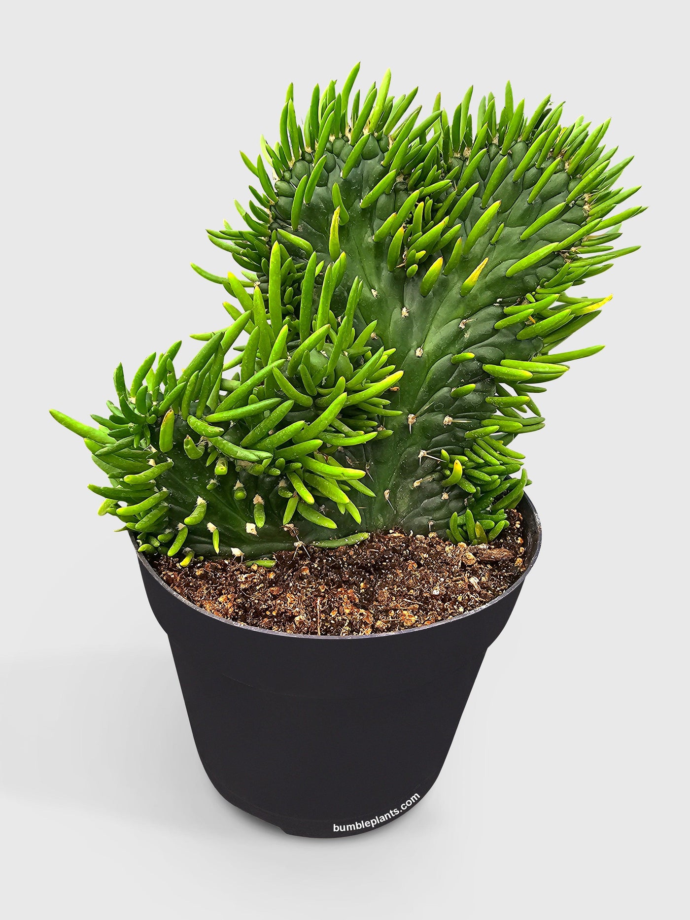 sansevieria eve Live Opuntia Subulata Eve's Needle Cactus