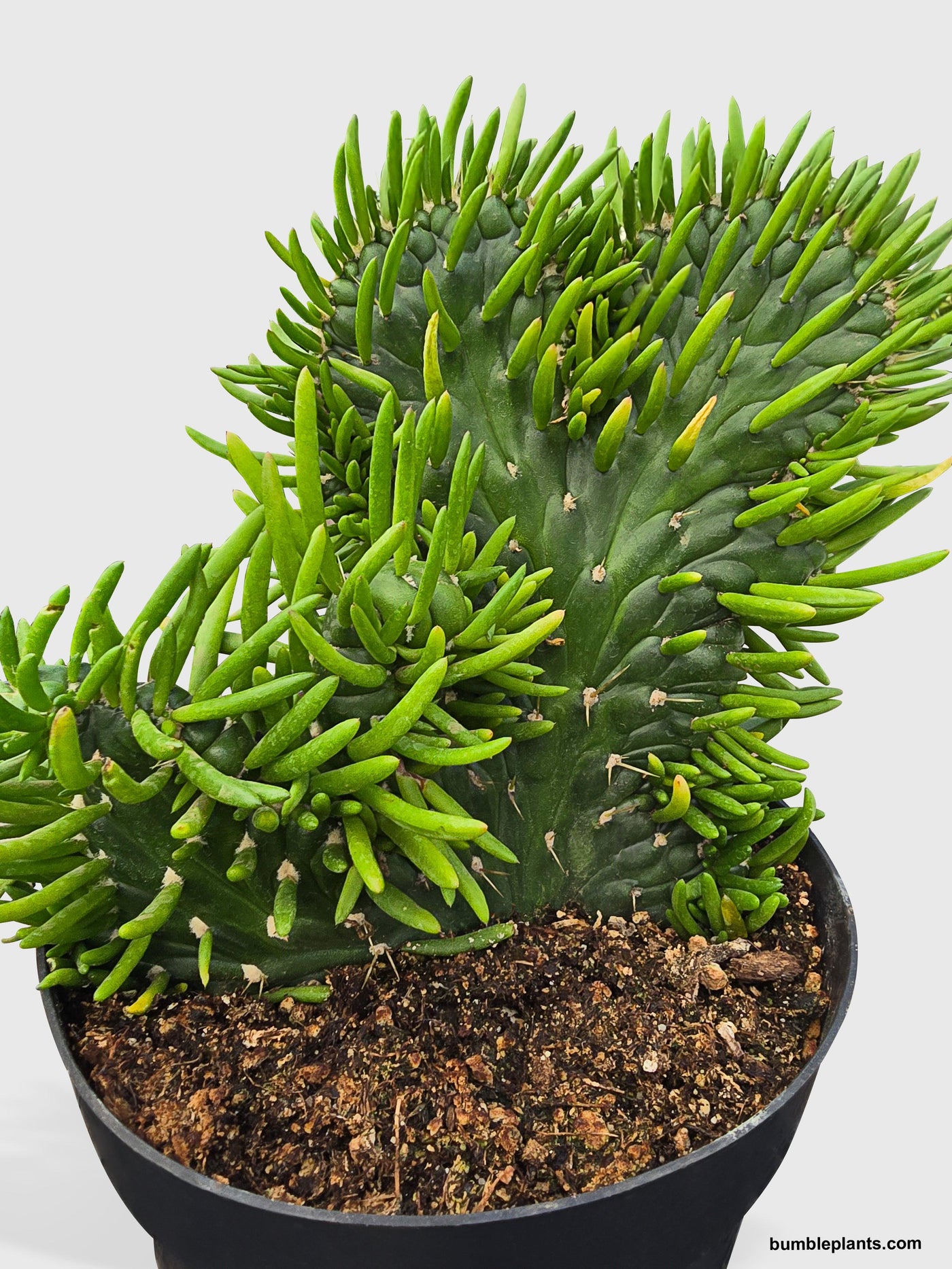 needle succulent Live Opuntia Subulata Eve's Needle Cactus